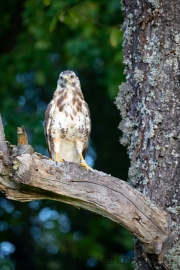 Mäusebussard (buteo buteo)