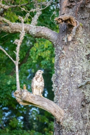 Mäusebussard (buteo buteo)