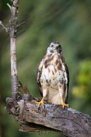 Mäusebussard (buteo buteo)