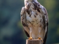 Mäusebussard (buteo buteo)