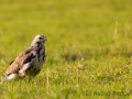 Mäusebussard (buteo buteo)