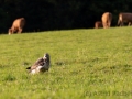 Mäusebussard (buteo buteo)