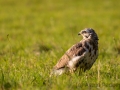 Mäusebussard (buteo buteo)