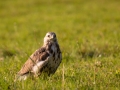 Mäusebussard (buteo buteo)