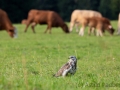 Mäusebussard (buteo buteo)