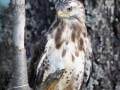 Mäusebussard (buteo buteo)