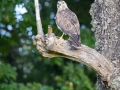 Mäusebussard (buteo buteo)