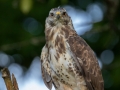 Mäusebussard (buteo buteo)