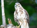 Mäusebussard (buteo buteo)