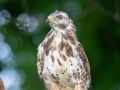 Mäusebussard (buteo buteo)