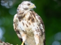 Mäusebussard (buteo buteo)