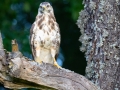 Mäusebussard (buteo buteo)