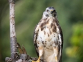 Mäusebussard (buteo buteo)