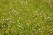 Blumenwiese, Magura