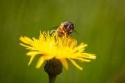 Mistbiene, Eristalis tenax