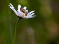 Mistbiene