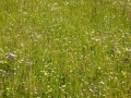 Blumenwiese, Magura