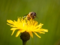 Mistbiene, Eristalis tenax