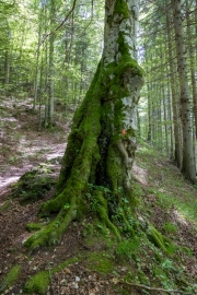 Wanderung von Magura nach Bran