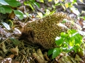 Braunbrustigel