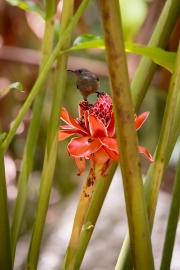 Botanischer Garten Victoria
