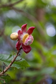 Botanischer Garten Victoria