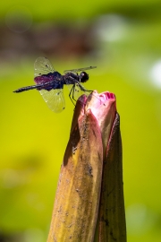 Botanischer Garten Victoria