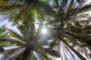 Botanischer Garten Victoria