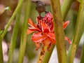 Botanischer Garten Victoria