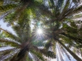 Botanischer Garten Victoria