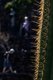 Jardin de Cactus