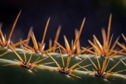 Jardin de Cactus