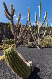 Jardin de Cactus