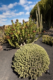 Jardin de Cactus