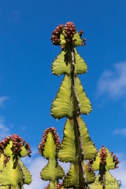 Jardin de Cactus