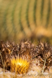 Jardin de Cactus