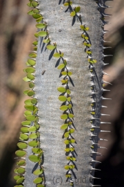 Jardin de Cactus