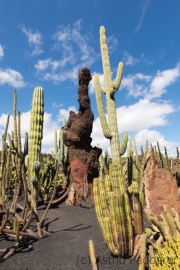 Jardin de Cactus