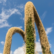 Jardin de Cactus