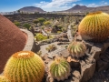 Jardin de Cactus