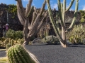 Jardin de Cactus
