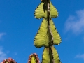 Jardin de Cactus