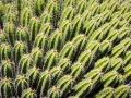 Jardin de Cactus