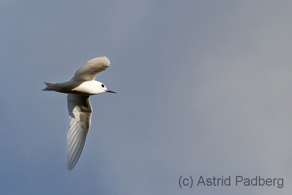 Feenseeschwalbe; Gygis alba;  fairy tern; white tern