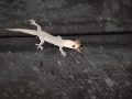 Gecko