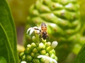 Noni; Morinda citrifolia L.;