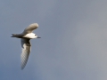 Feenseeschwalbe; Gygis alba;  fairy tern; white tern