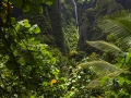 Nuku Hiva; Weg zum Wasserfall Vaipo