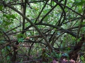 Ua Pou, Hakahau - Hakahetau