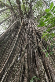 Nuku Hiva, Tohua Koueva